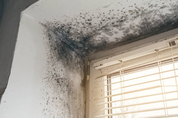 Affordable Mold Remediation solutions in Fairplay, MD